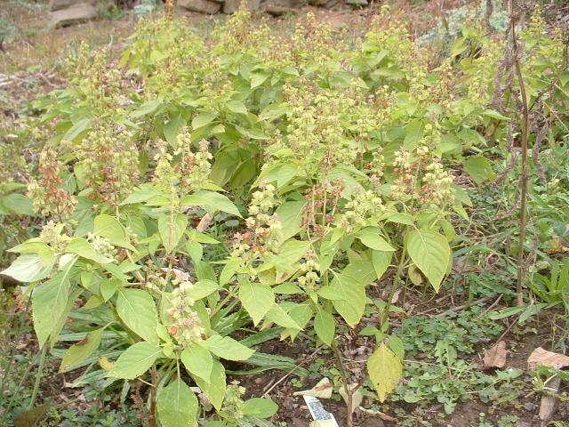 BASIL PERUVIAN BASIL PERUVIAN
